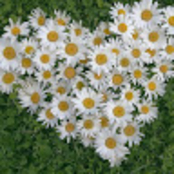 Meet your Posher, Mandy - Picture 1 of 1